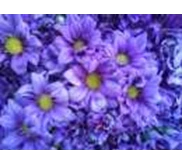 aster ungu
