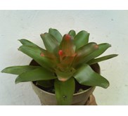 bromelia