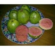 Guava fruits/ PINK Guava, Jambu Biji Merah