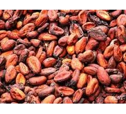 BIJI COKLAT / KAKAO