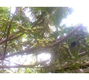 biji genitri, jual bibit jenitri, jual benih Eleocarpus ganitrus