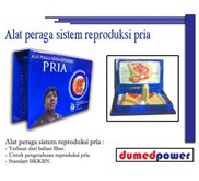 Alat peraga sistem reproduksi pria - Standard BKKBN