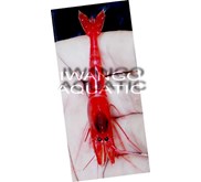 Udang Hias Air Tawar_ Freshwater Aquatic Shrimp