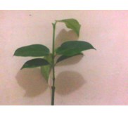 Bibit Manggis Putih 40-50cm
