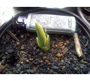 sansevieria paten variegata