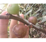 Bibit Pohon Ara/ Tin Black Mission