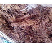 Spinosum