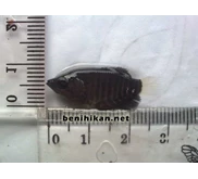 Benih Ikan Gurame Ukuran 34