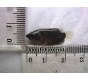 Benih Ikan Gurame Ukuran 23