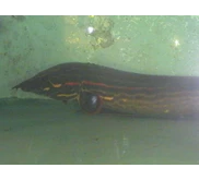 Fire Eel/ sili merah