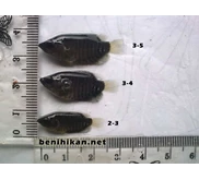 Benih Ikan Gurame Semua Ukuran