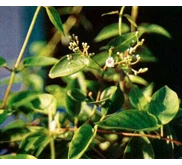 Sari Daun Kentut Instant