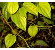 Sari Sirih Instant