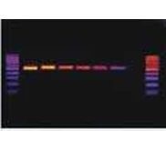 Primers and Oligonucleotides