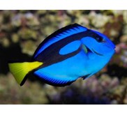 Marine Aquarium Fish and Invertebrates