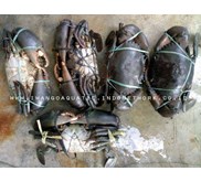 Kepiting Bakau/ Mud Crab
