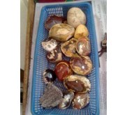Akik Belum di Gosok