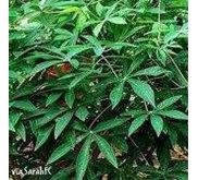 Daun Singkong