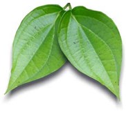 Daun Sirih
