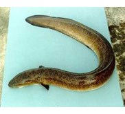 Sidat/ Moa/ Sogili/ Massapi/ anquila sp