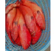 Kerapu segar/ Fresh Grouper