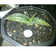 sanseveria fishery varigatha
