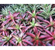 Bromelia Tri Color