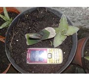 Robusta Tanzania