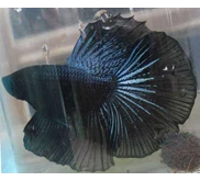 Ikan Cupang Halfmoon Black Orchid ( Sold Out)
