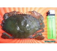 kepiting soka