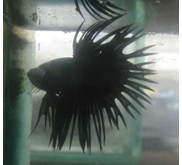 Ikan Cupang Serit Black Orchid SOLD