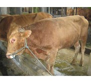 Sapi Bakalan