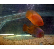 red perrots