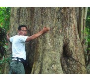 Pohon sono keling