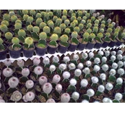 contoh tanaman wedding souvenir