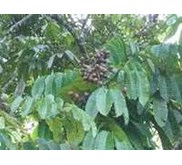 Bibit Buah Matoa