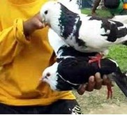 Burung Dara/ Merpati