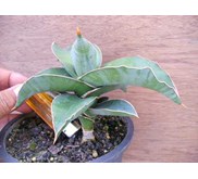 kismayoo 18 cm