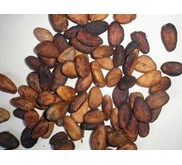 cocoa bean ( biji coklat)