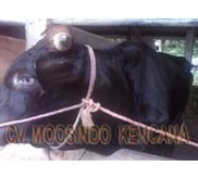 sapi bakalan jenis sapi Angus