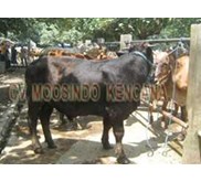 sapi potong jenis Brangus