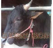 Sapi Bakalan Jenis Angus