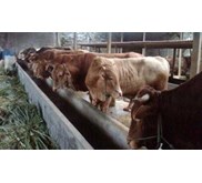 Sapi potong jenis limousin