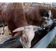 Sapi potong jenis Simmental
