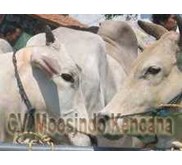 Sapi potong jenis PO