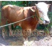 Sapi Bakalan Jenis Sapi Simmental