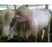 Sapi potong jenis Brahman
