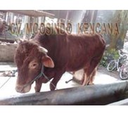 Sapi Bakalan Jenis Sapi Limousin