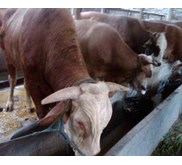 Sapi potong jenis Simmental