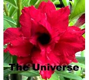 Triple Universe